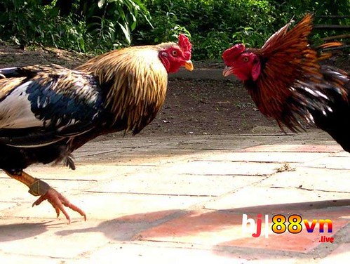 Xổ Số Miền Nam Hàng Tuần – Khám Phá Nền Tảng Giải Trí Hàng Đầu